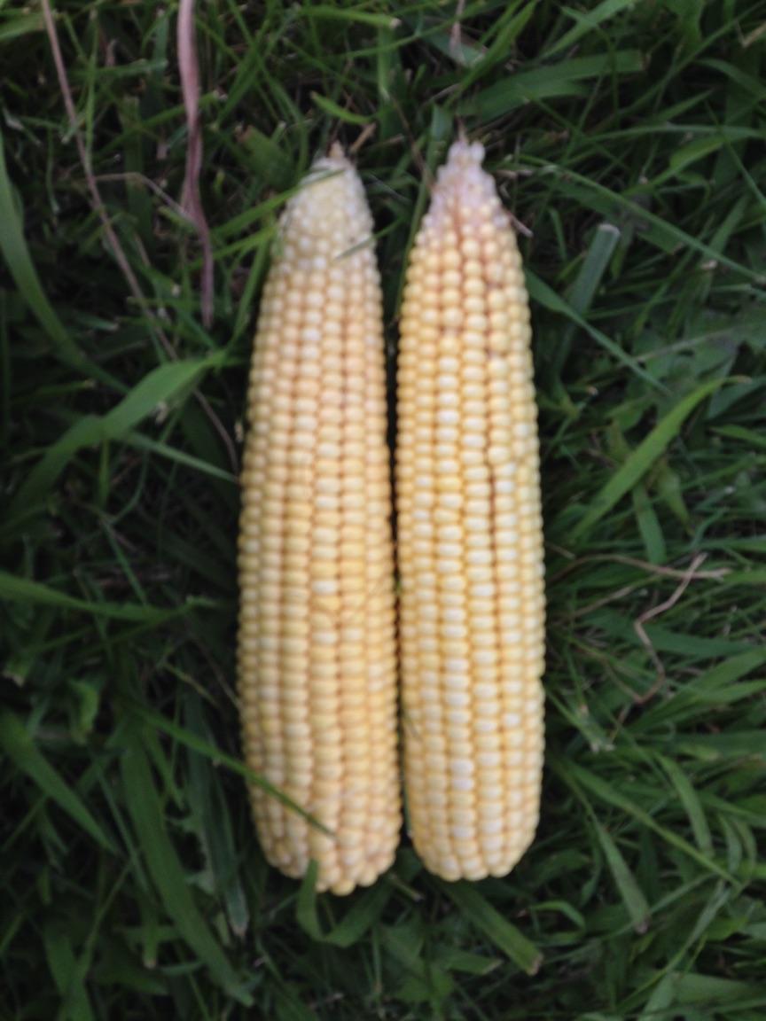 7-22-15 Dekalb GMO vs NON GMO.jpg